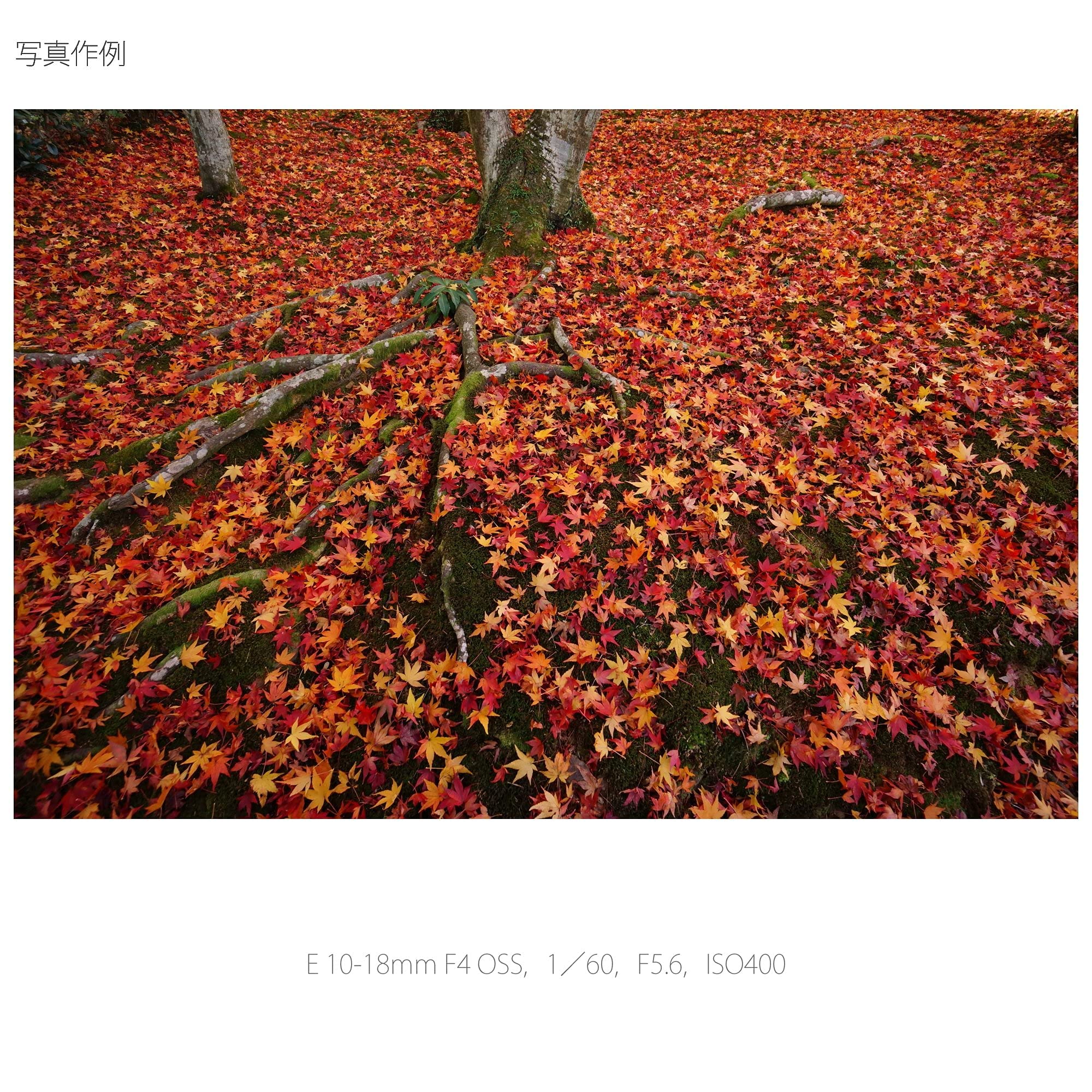 소니 SEL1018 10-18mm F4 OSS 광각 줌 렌즈 이미지 4