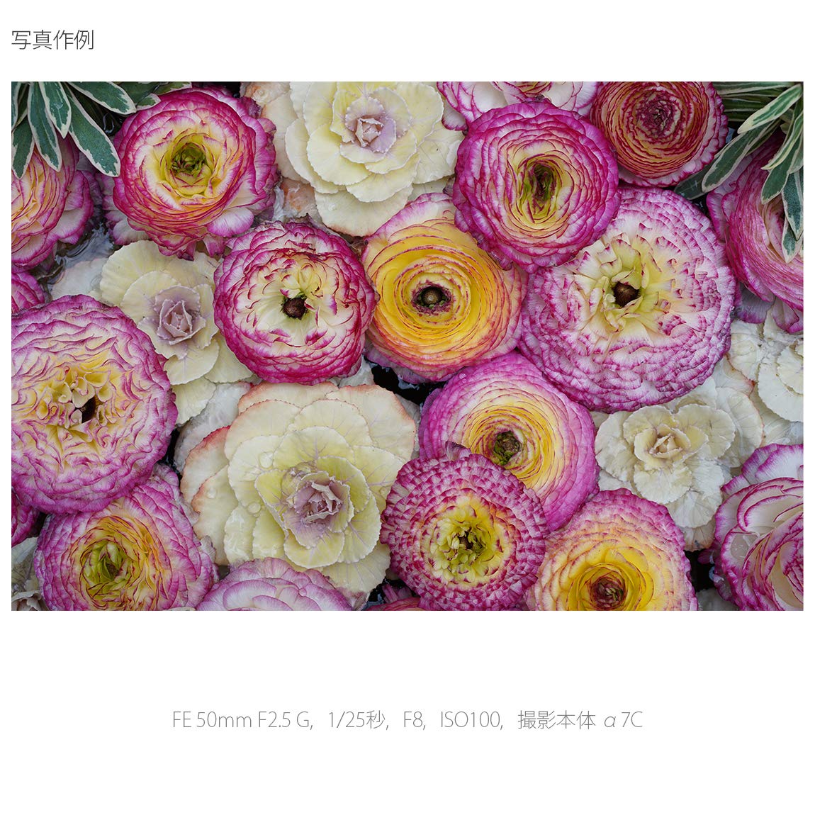 소니 알파  7C II 실버 ILCE-7CM2 SEL50F25G 렌즈 키트 이미지 10