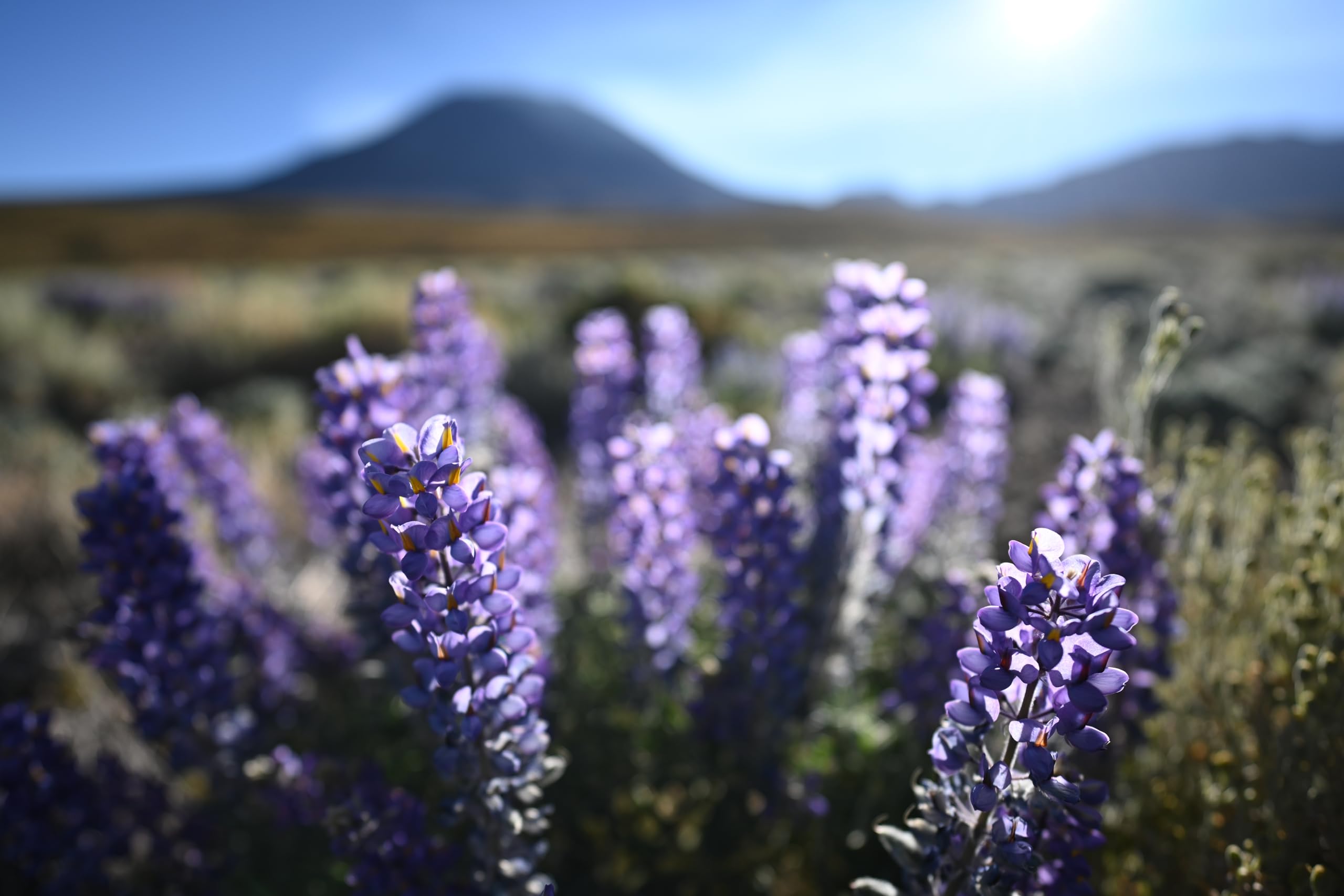 니콘 NIKKOR Z 20mm f1.8 S 단렌즈 렌즈만 이미지 6