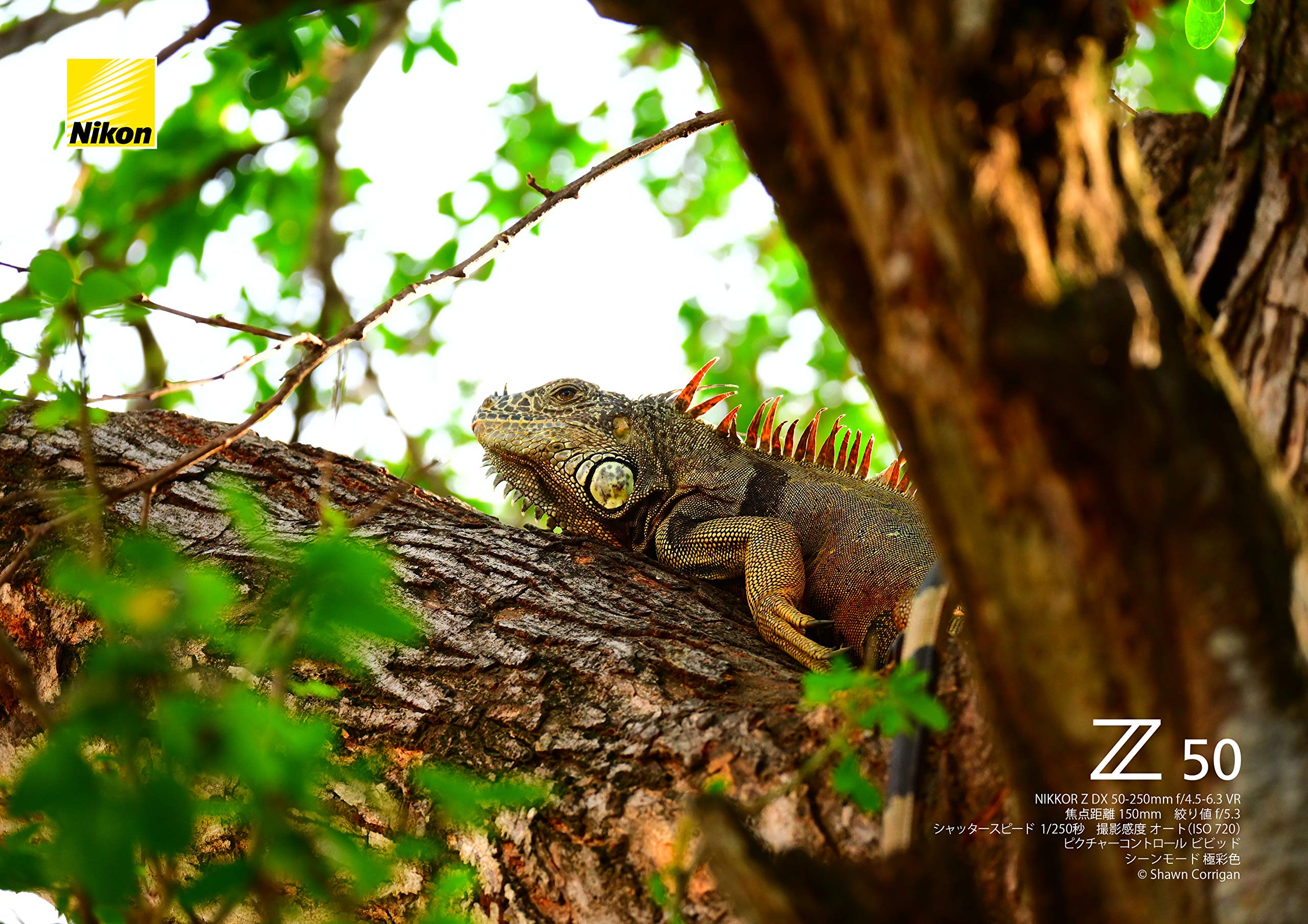 니콘 NIKKOR Z DX 50-250mm f/4.5-6.3 VR 망원 줌렌즈 렌즈만 이미지 5