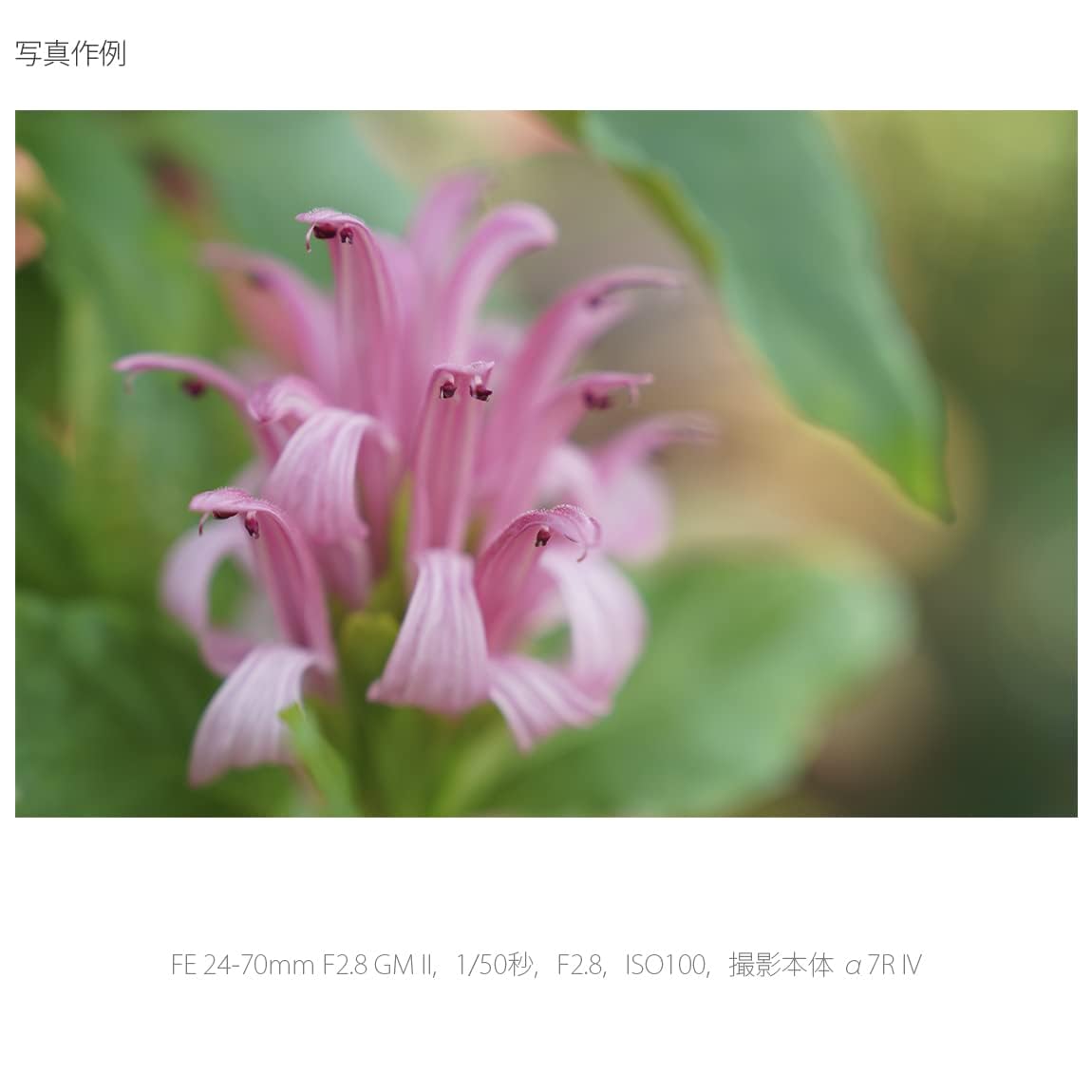 소니 G Master FE 24-70mm F2.8 GM II 표준 줌렌즈 이미지 16