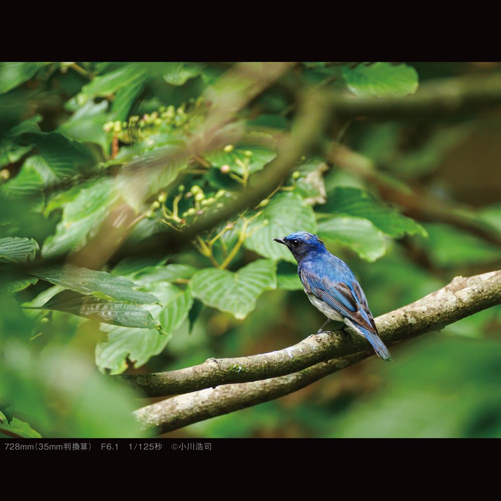 파나소닉 라이카 DG VARIO-ELMAR 100-400mm F4.0-6.3 이미지 9