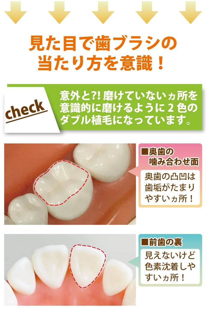 Ci메디컬 PRO PLUS M 성인용 칫솔 20입 보통모 이미지 2