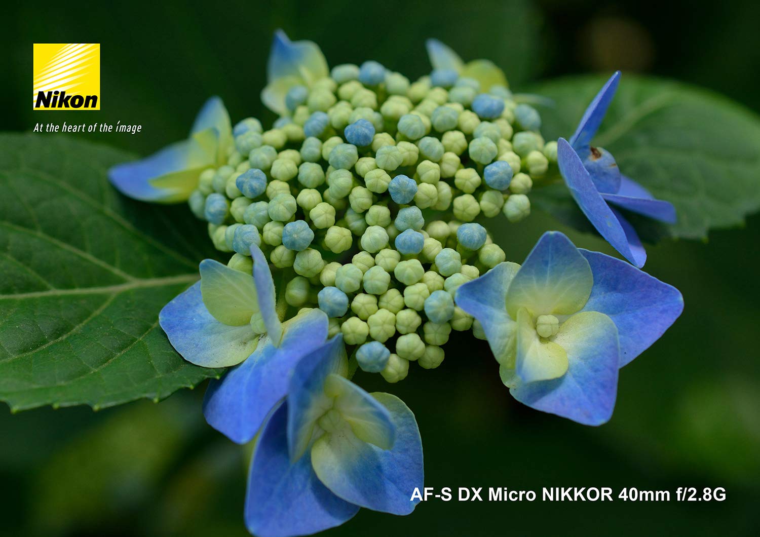 니콘 AF-S DX Micro NIKKOR 40mm f/2.8G 단렌즈 단품 이미지 9