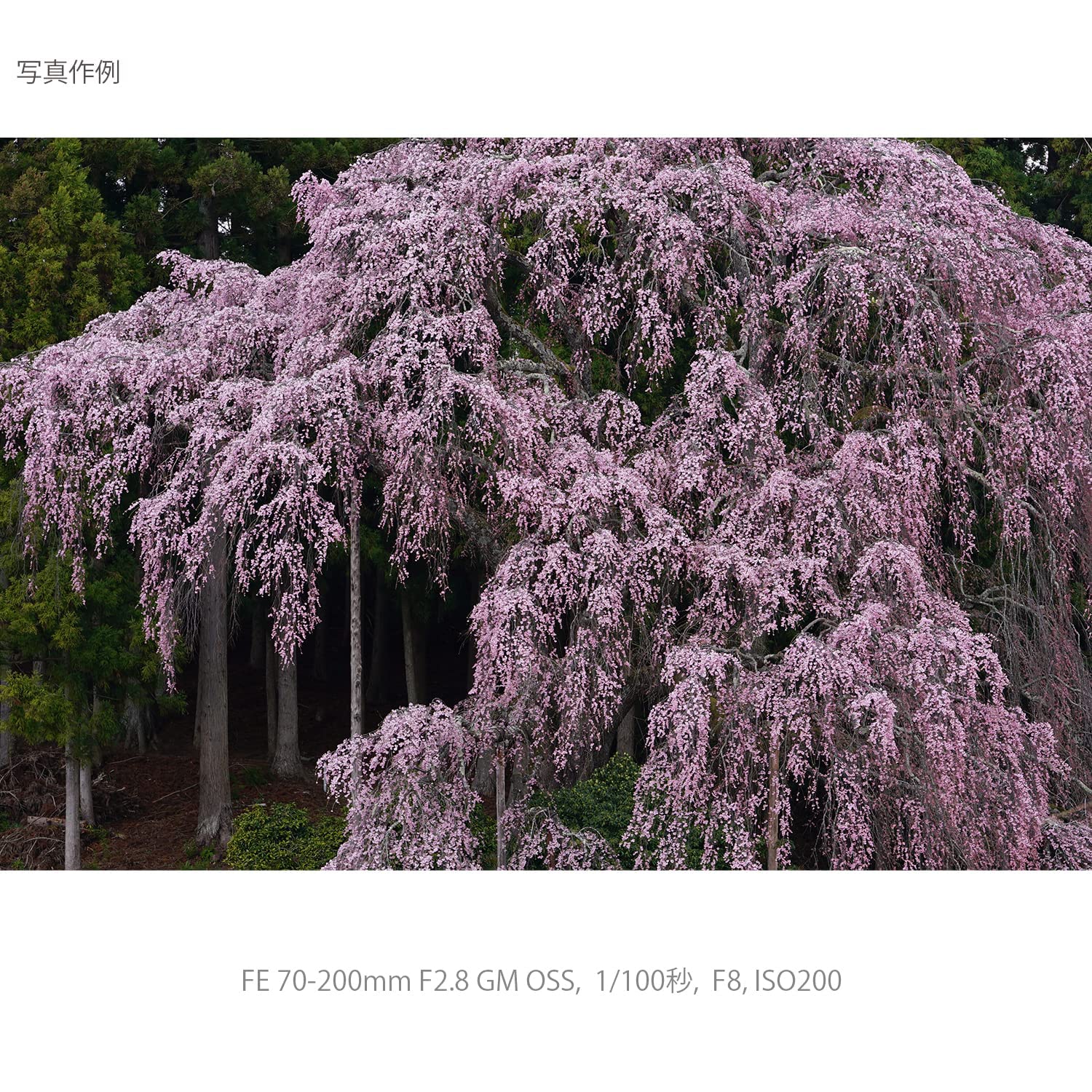 소니 G Master FE 70-200mm F2.8 GM OSS 망원 줌렌즈 이미지 12