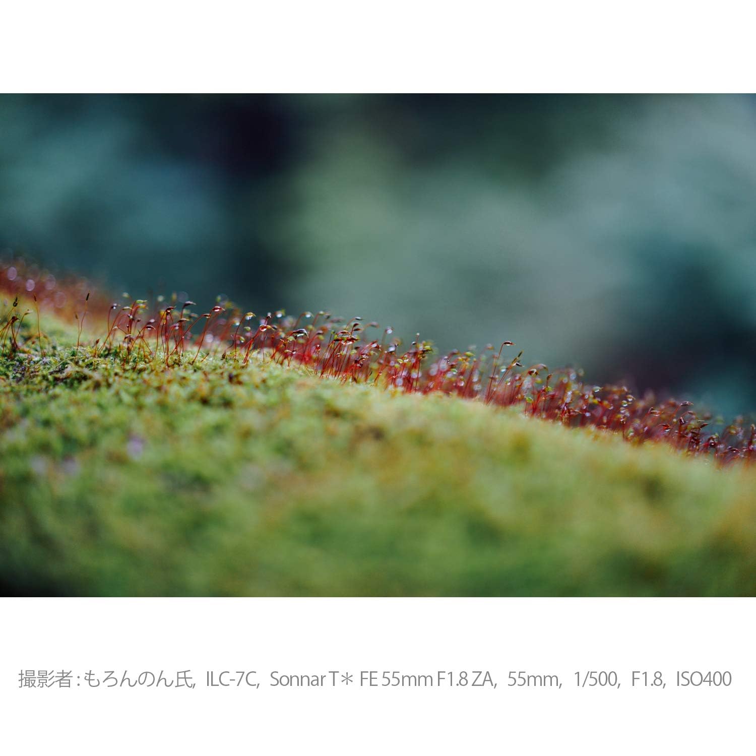 소니 Sonnar T* FE 55mm F1.8 ZA SEL55F18Z 단렌즈 이미지 11