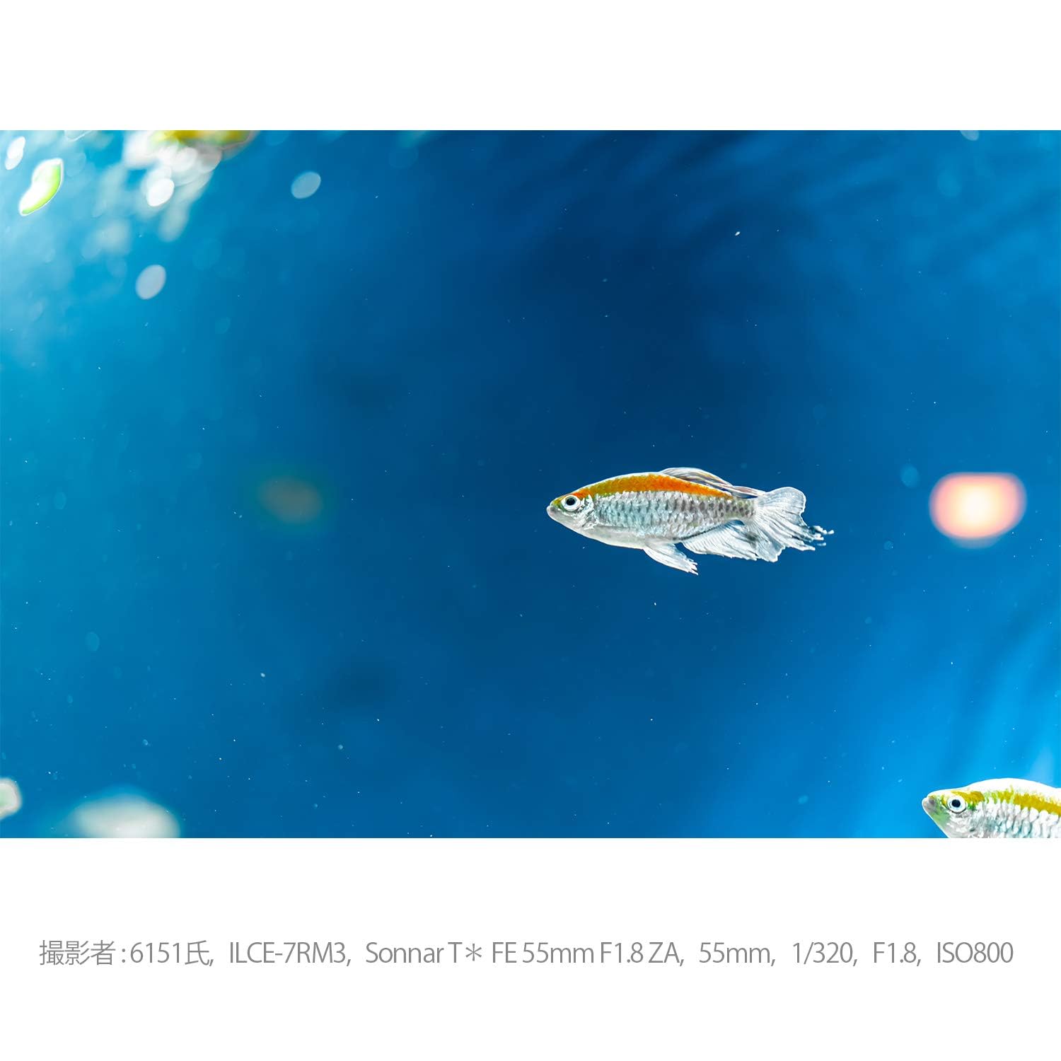 소니 Sonnar T* FE 55mm F1.8 ZA SEL55F18Z 단렌즈 이미지 15
