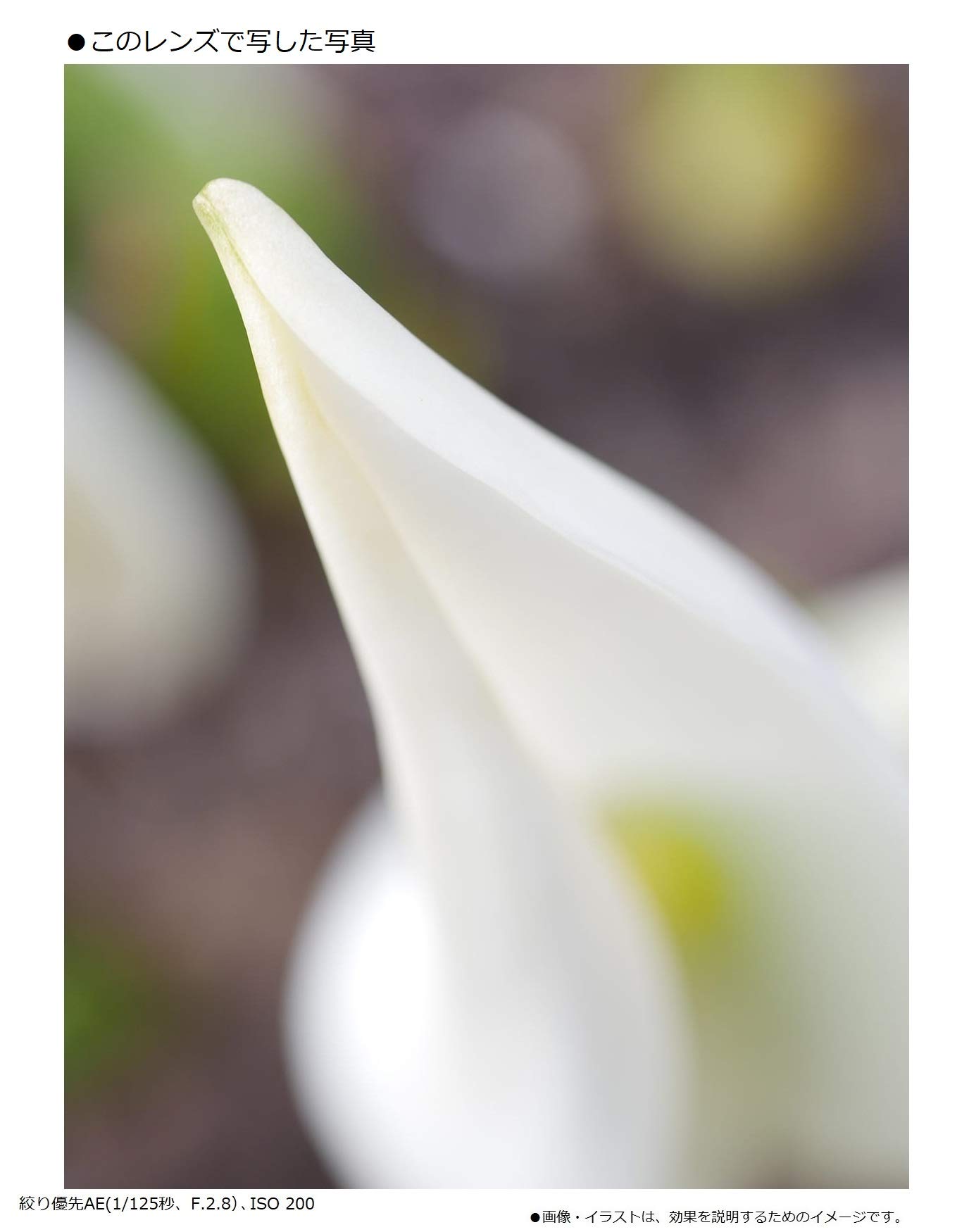 파나소닉 루믹스 G MACRO 30mm F2.8 H-HS030 블랙 매크로 단렌즈 이미지 5