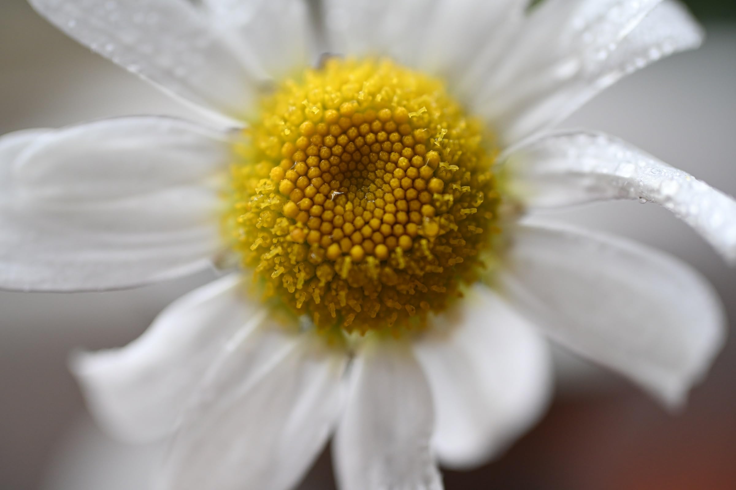 니콘 NIKKOR Z DX MC 35mm f/1.7 마이크로 단렌즈 렌즈만 이미지 7