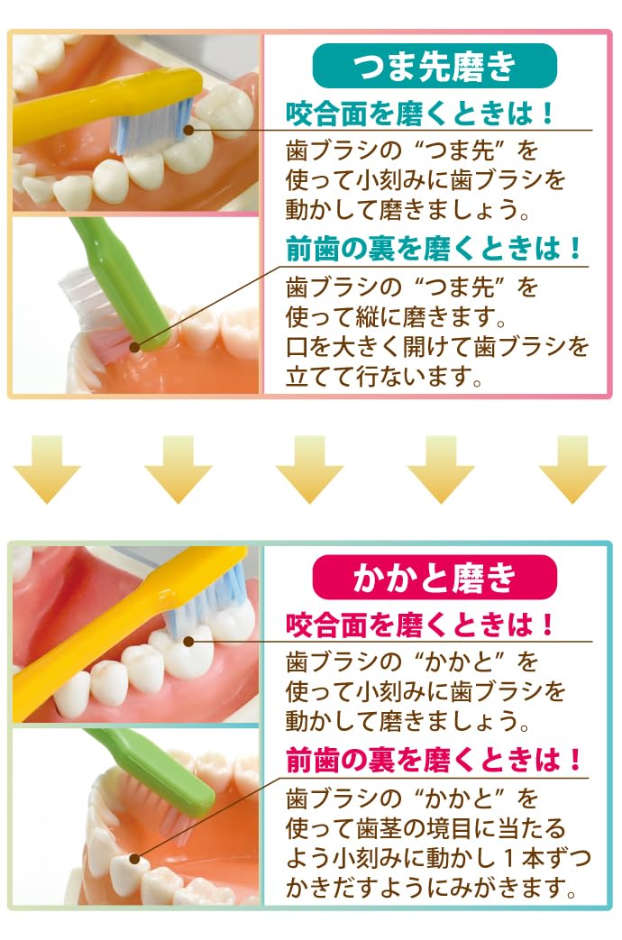 Ci메디컬 PRO PLUS M 보통 50입 칫솔 세트 이미지 2